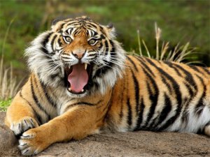 Wild Cat Jigsaw Puzzle